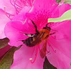 Bombus diversus