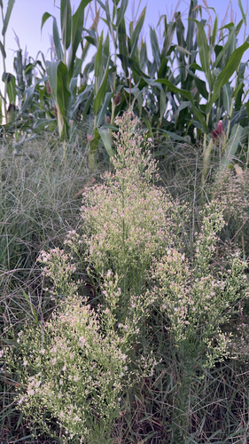 horseweed