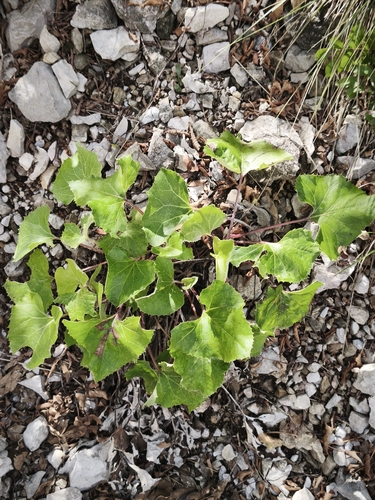 Petasites paradoxus, photograph 1