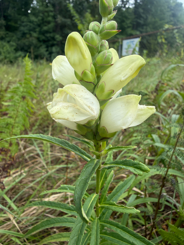 white turtlehead
