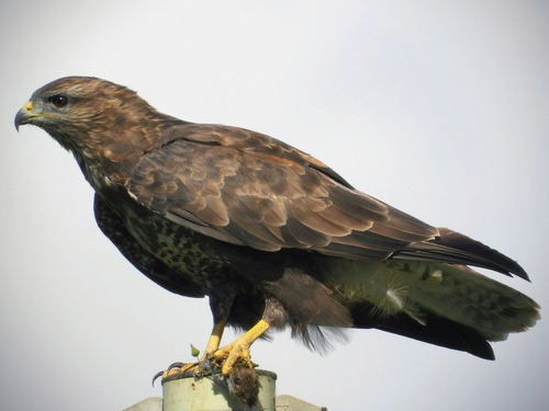 Common Buzzard