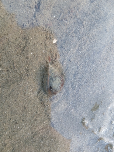 Nassarius pullus observed 2026-09-11