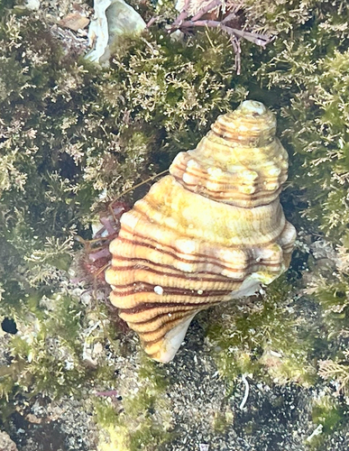 Dardanus crassimanus observed 2026-09-11