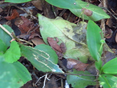 Physalaemus albonotatus