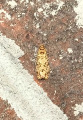 Phaecasiophora niveiguttana