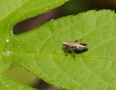 Tettigidea