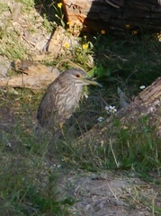 Nycticorax nycticorax