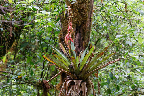 Werauhia ororiensis