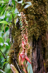 Werauhia ororiensis, photograph (c) Tom Field, some rights reserved (CC BY)
