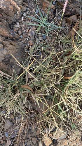 Bermuda grass