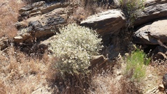 Brickellia frutescens