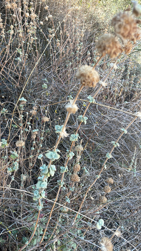 Pseudodictamnus hirsutus