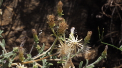 Brickellia frutescens