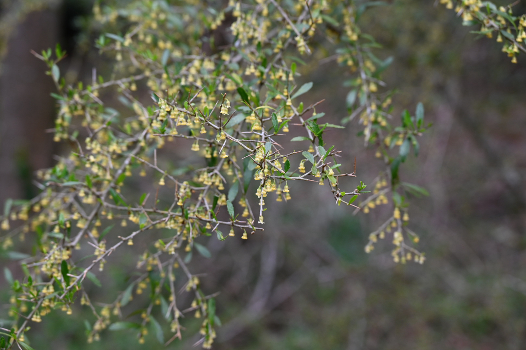 Melicytus dentatus; photograph (c) Bryce Watts-Parker, some rights reserved (CC BY)