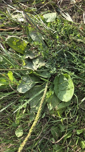 Plantago rugelii, photograph 4