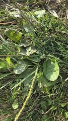 Plantago rugelii, photograph (c) Carter Ertel, some rights reserved (CC BY)