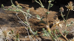 Brickellia frutescens