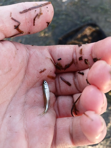 Atherinomorus vaigiensis observed 2026-09-11