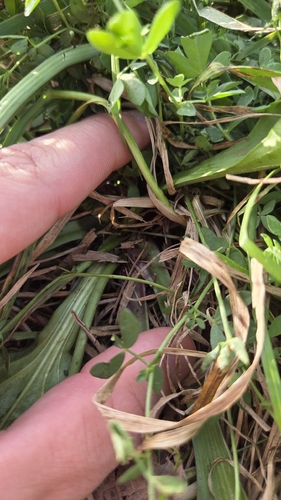 Plantago rugelii, photograph 5