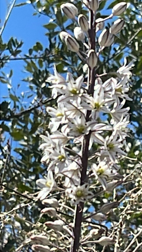 sea squill