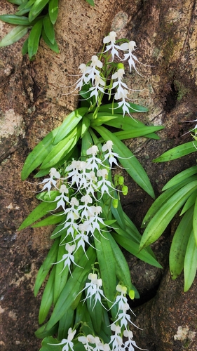 Habenaria crinifera