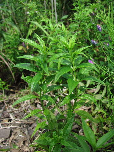 Rubia jesoensis observed 2026-08-23