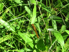 Erythemis mithroides