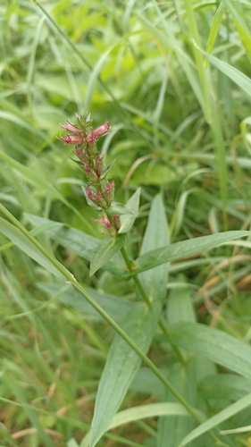 purple loosestrife