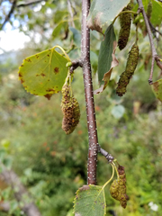 Betula pendula szechuanica