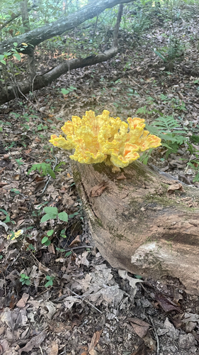 chicken of the woods