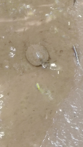 Oldham’s Leaf Turtle