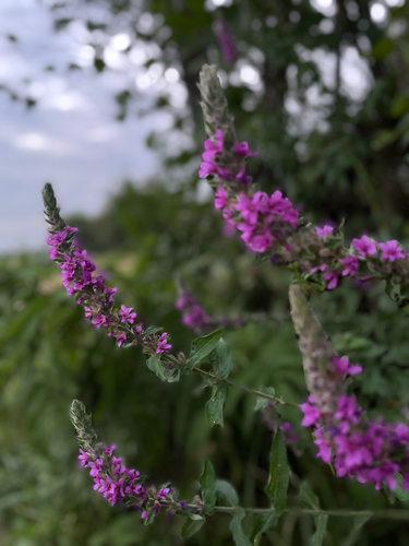 purple loosestrife