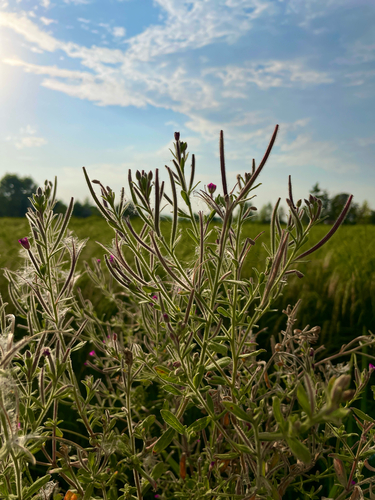 Great Willowherb