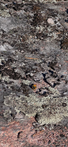 Small Copper