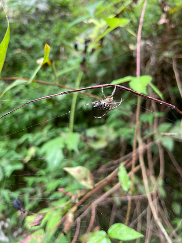 Cross Orbweaver