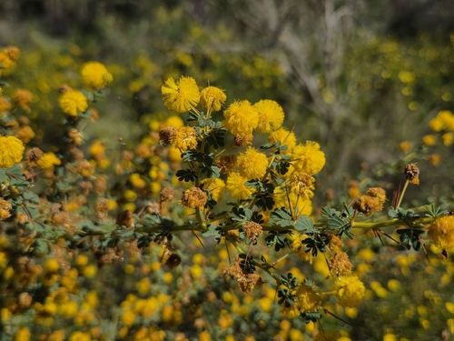 Acacia pulchella, photograph 2