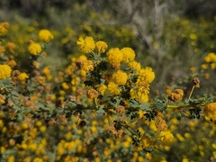 Acacia pulchella, photograph (c) Chantel McWilliam, some rights reserved (CC BY)