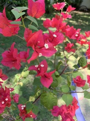 Bougainvillea