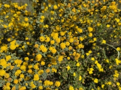 Acacia pulchella, photograph (c) Chantel McWilliam, some rights reserved (CC BY)