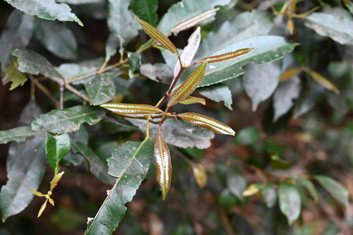 Ceratopetalum apetalum, photograph 5