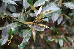 (c) Bryce Watts-Parker, some rights reserved (CC BY) Ceratopetalum apetalum, photograph (c) Bryce Watts-Parker, some rights reserved (CC BY)