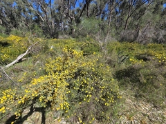 Acacia pulchella, photograph (c) Chantel McWilliam, some rights reserved (CC BY)