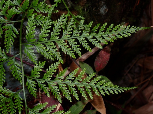 Black Rabbit's Foot Fern