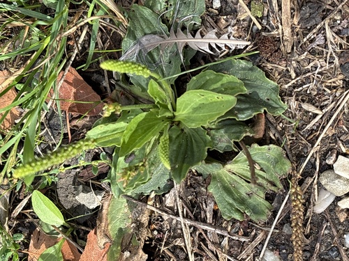 greater plantain