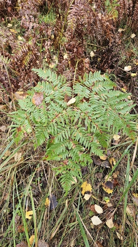 pinewood bracken