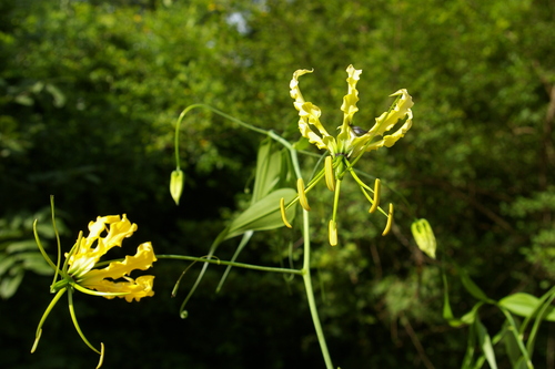 Gloriosa superba image