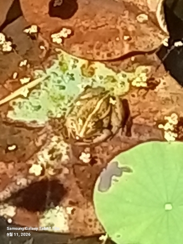 Black-spotted Frog