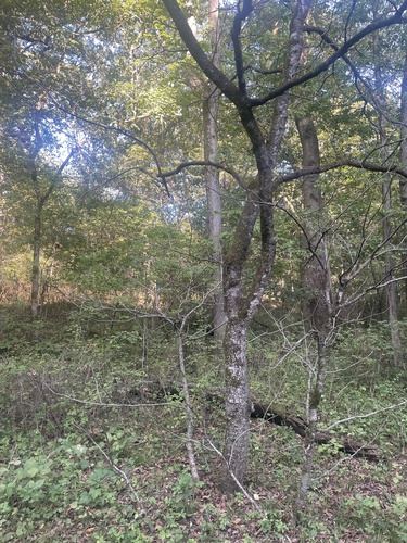 Ohio buckeye