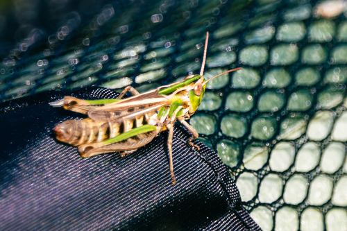 Lesser Mottled Grasshopper