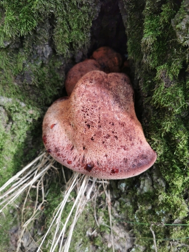 Beefsteak Polypore